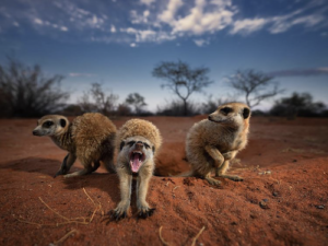 fauna sudafrica