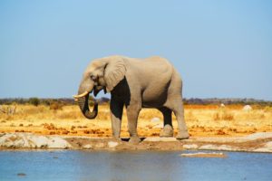 Elefanti safari Botswana