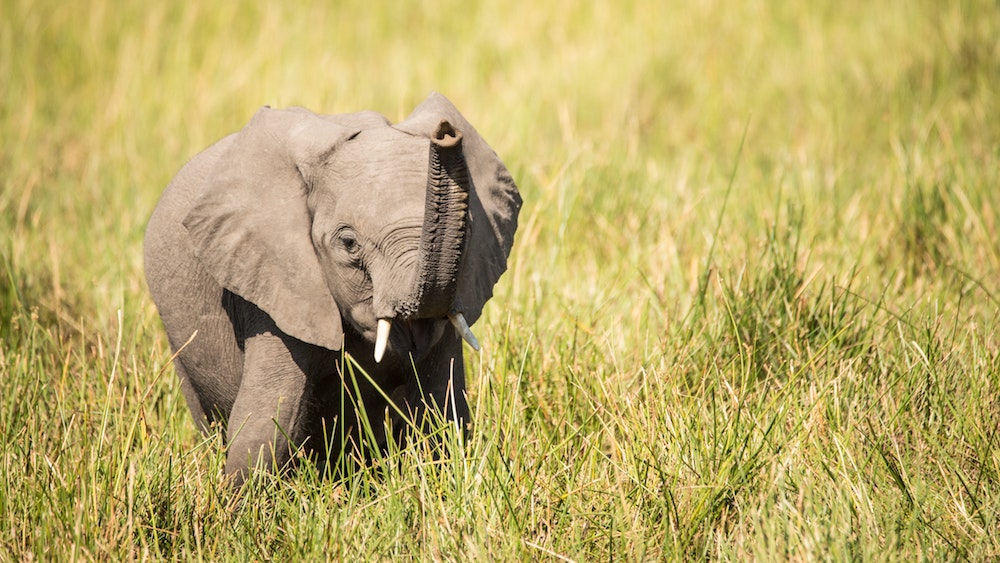 Botswana che cosa vedere