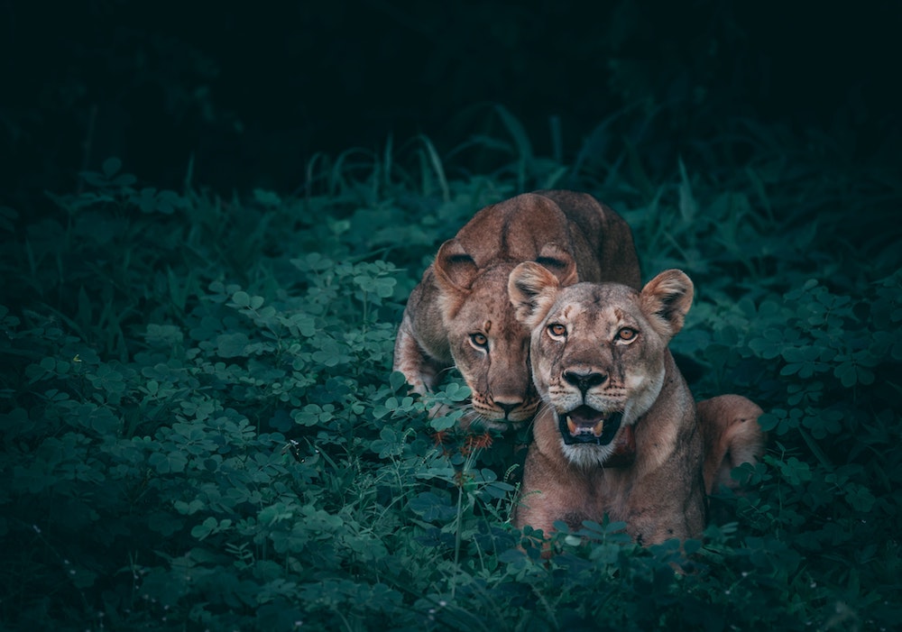 Botswana Chobe National Park safari