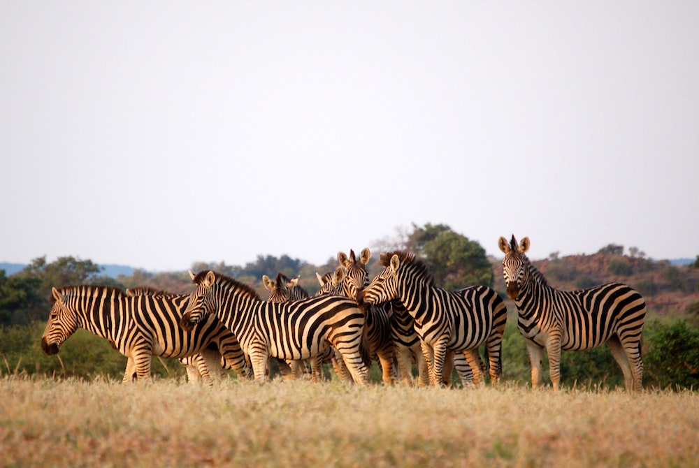 Botswana Chobe National Park