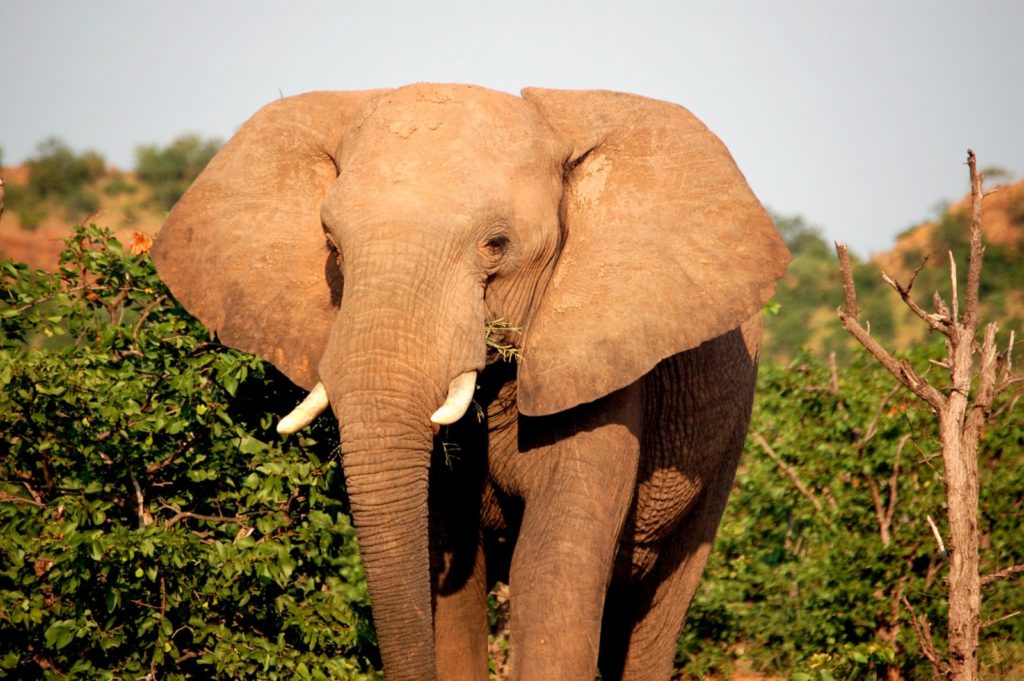 Botswana Chobe National Park