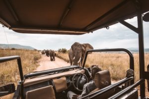 Safari elefanti Botswana