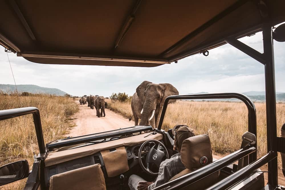 Safari elefanti Botswana