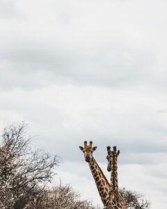 safari sudafrica