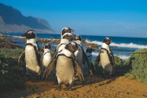 vivere in sudafrica