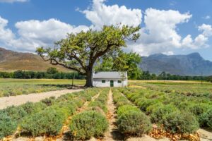 trasferirsi a Cape Town